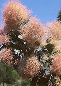 Cotinus coggygria 'Daydream'